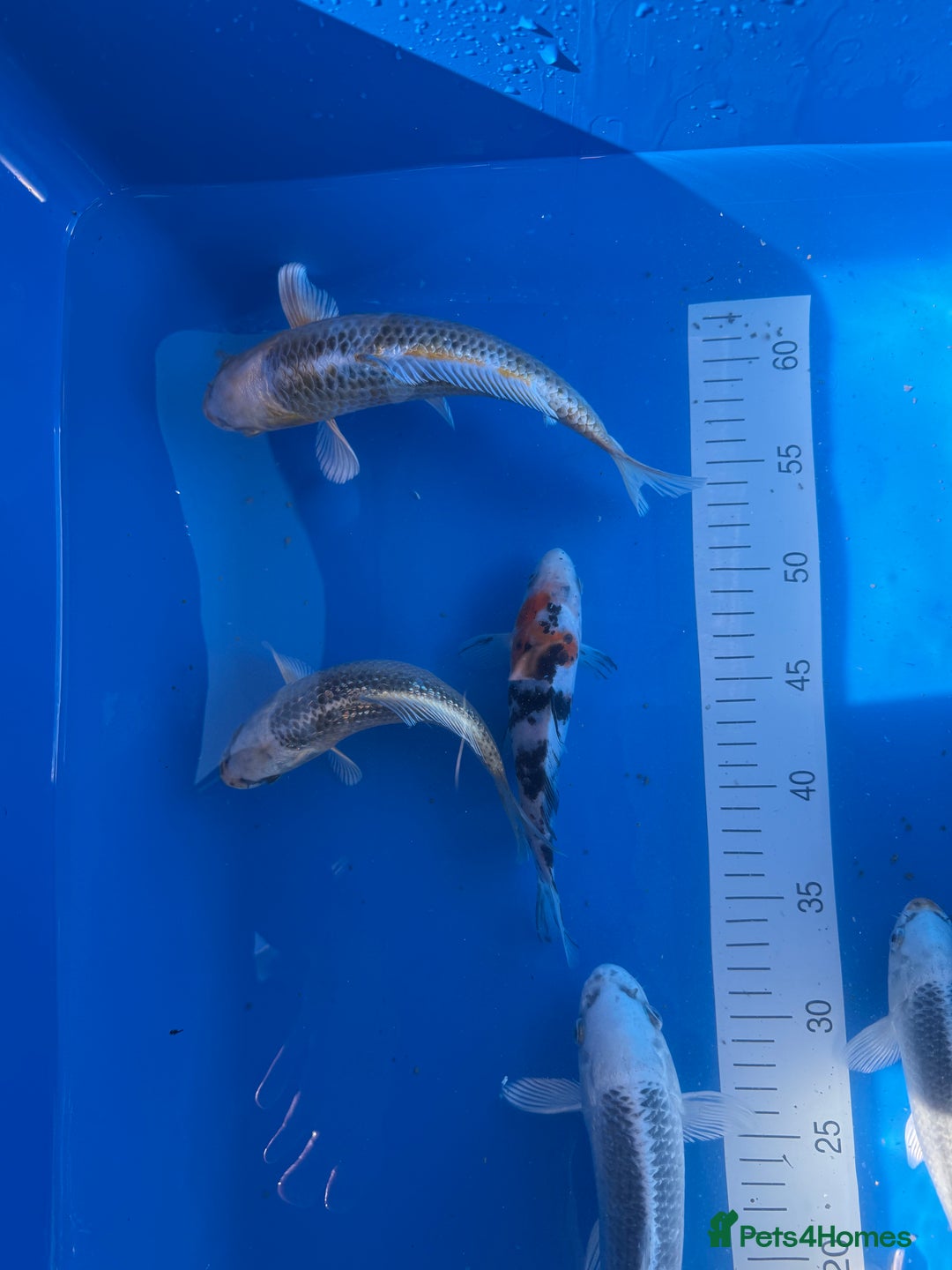 Koi Carp fish for sale: Various koi carp - Image 14