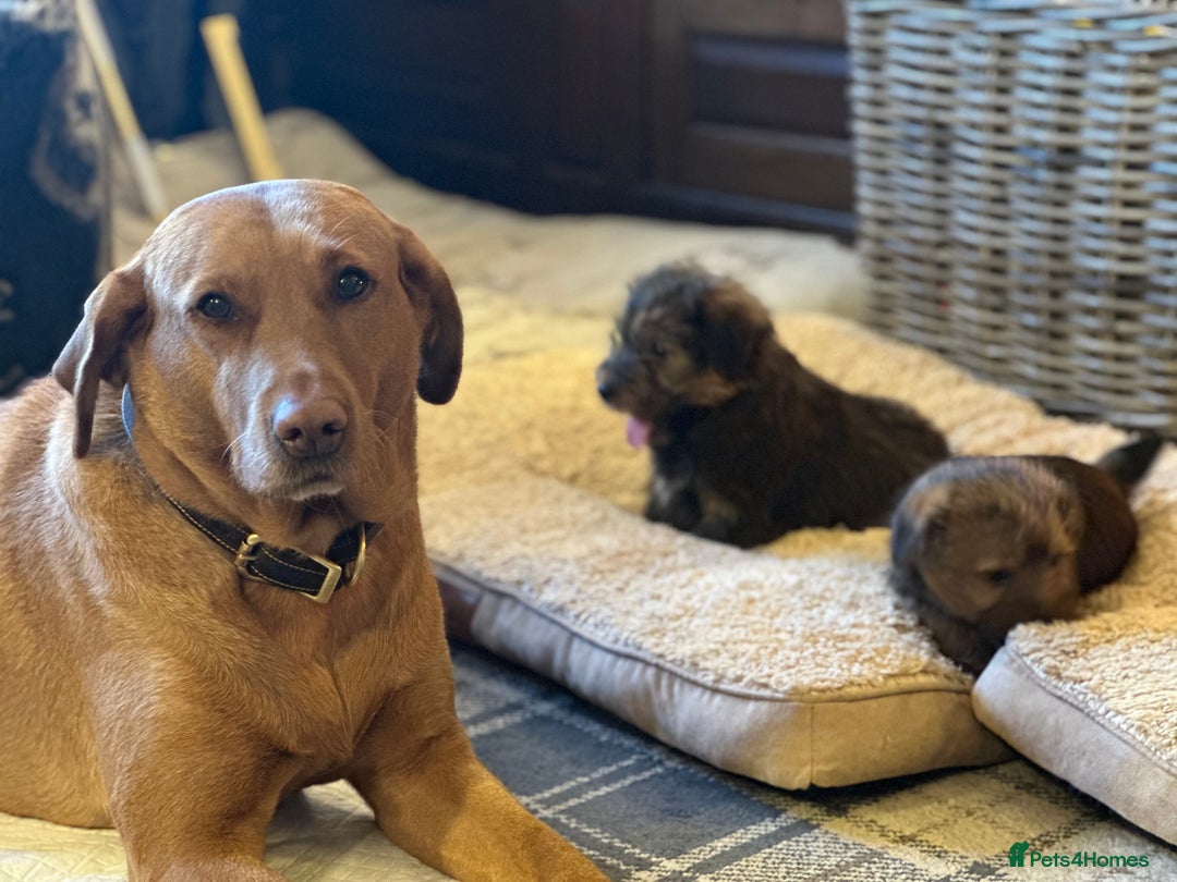 Norfolk Terrier dogs for sale: Stunning kc reg norfolk terrier boys  - Advert 22