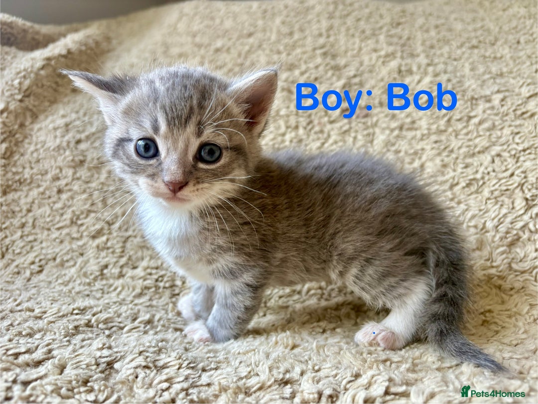 Exotic cats for sale: READY Silver Tabby cross exotic Fur Babies - Image 13