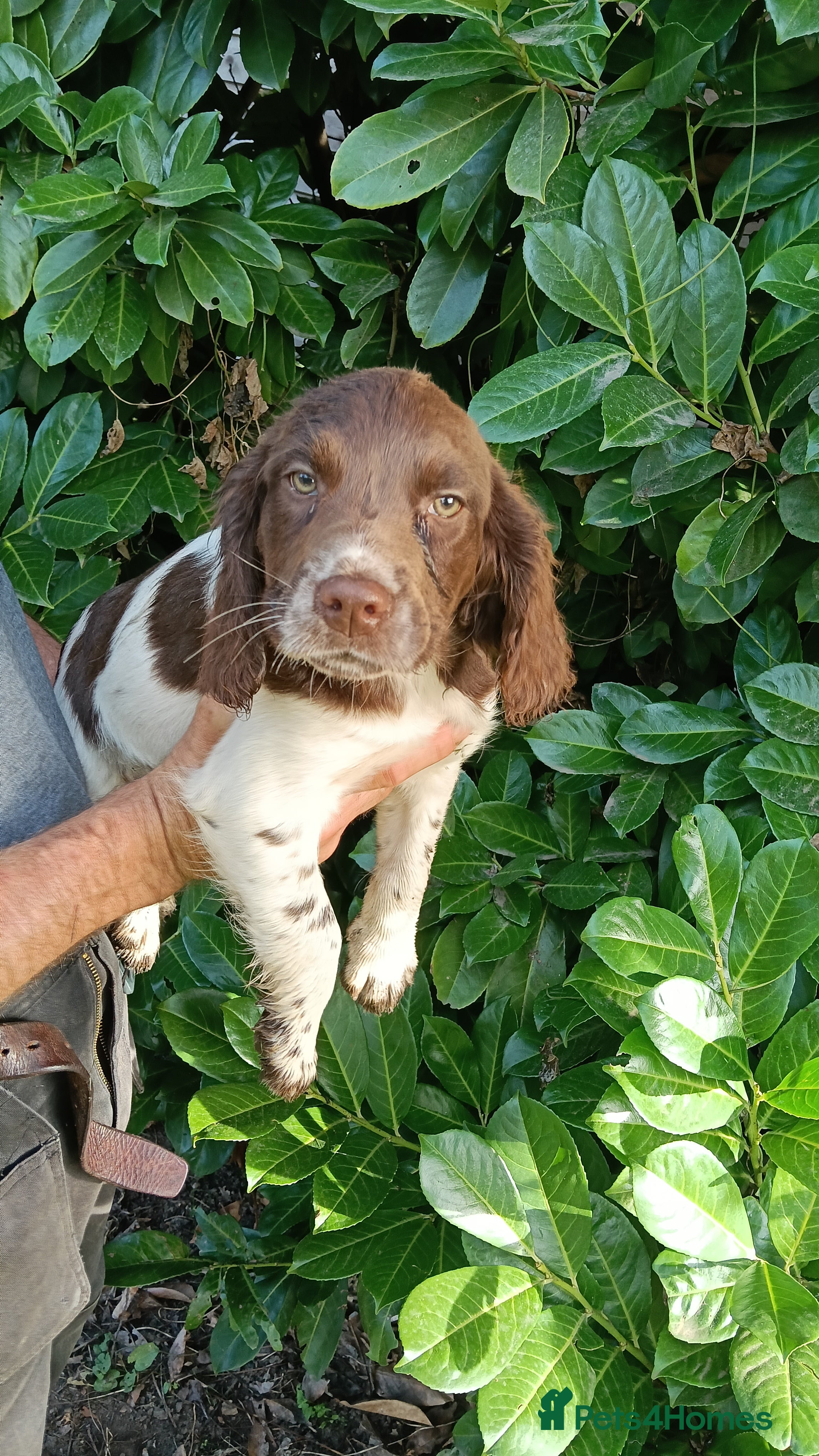 Mixed Breed dogs Brittany × English Springer –  Active & friendly  - Advert 2