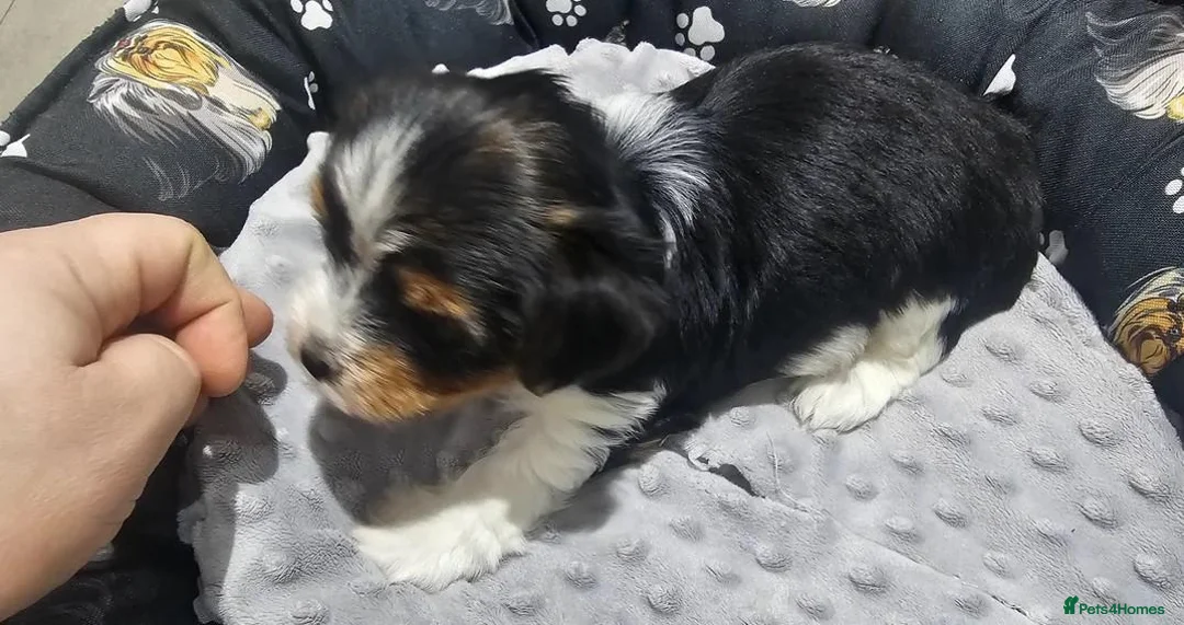 Yorkshire Terrier dogs for sale: Beautiful Yorkshire Terrier Puppies  in Barry - Advert 14