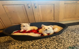 West Highland Terrier dogs for sale: Westie puppies for sale - Image 3