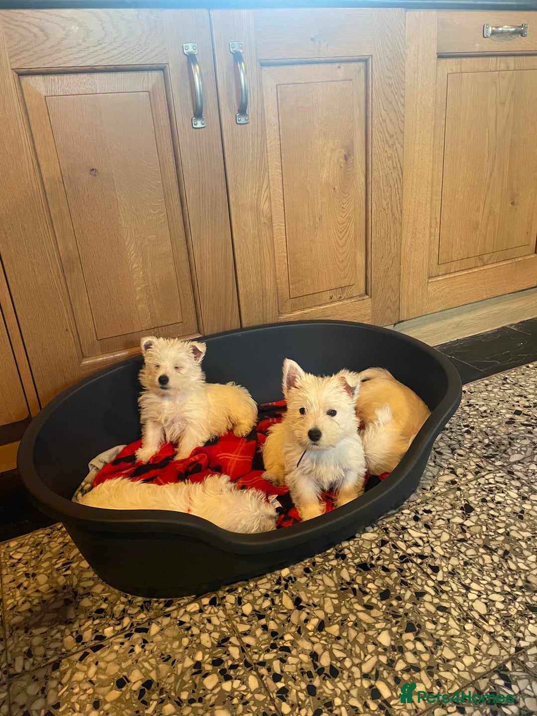 West Highland Terrier dogs for sale: Westie puppies for sale - Image 3