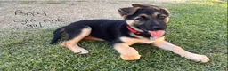 German Shepherd dogs for sale: 100% Healthy Pure Breed  German Shepherd Puppies  - Advert 7