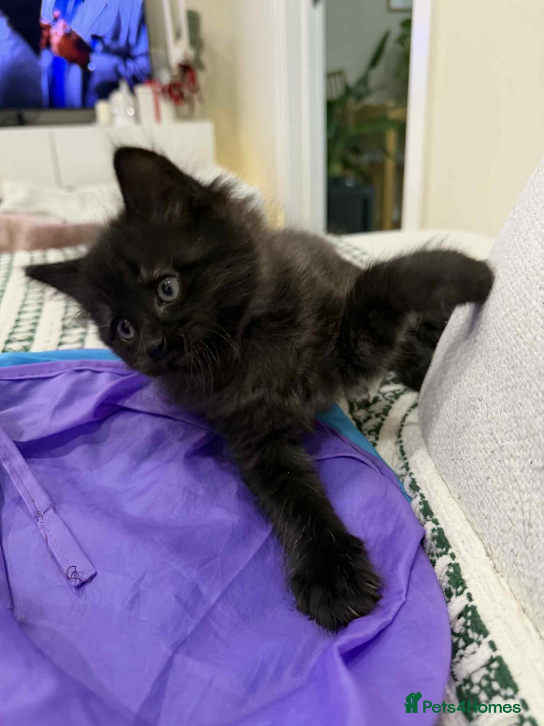 Ragdoll cats for sale: Ragdoll mix  - Advert 5