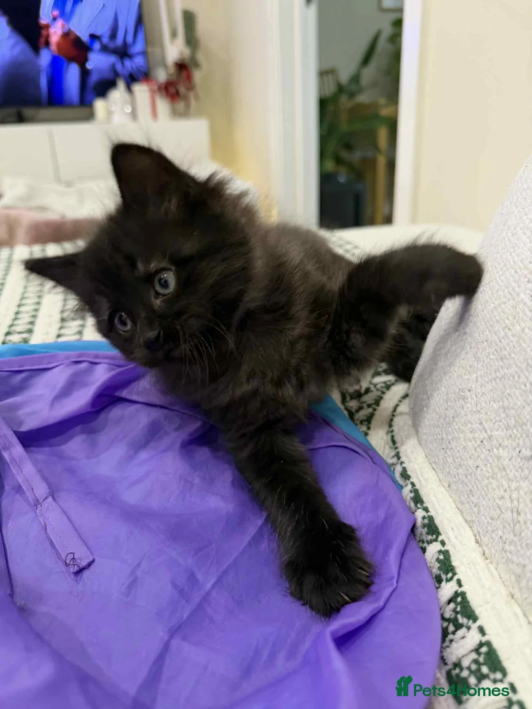 Ragdoll cats for sale: Ragdoll mix  - Advert 5