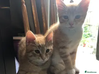 Mixed Breed cats Beautiful kittens looking for loving homes - Advert 5