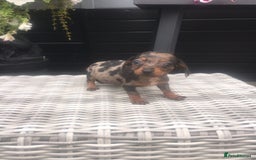 Dachshund dogs for sale: Ready now 5 miniature dashound    - Image 2