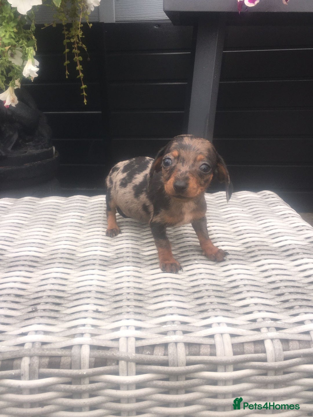 Dachshund dogs for sale: Ready now 5 miniature dashound    - Image 2