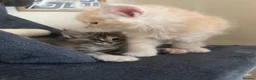 Maine Coon cats for sale: Main coon kittens - Advert 11