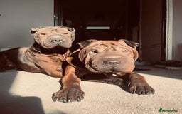 Shar Pei dogs for sale: Shar pei puppie  - Image 9
