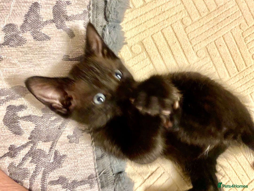 Mixed Breed cats for sale: 4 gorgeous kittens - Image 4