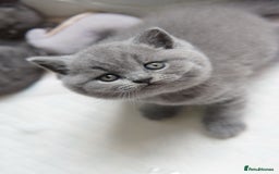 British Shorthair cats for sale: British Shorthair Kittens – GCCF Registered - Image 9