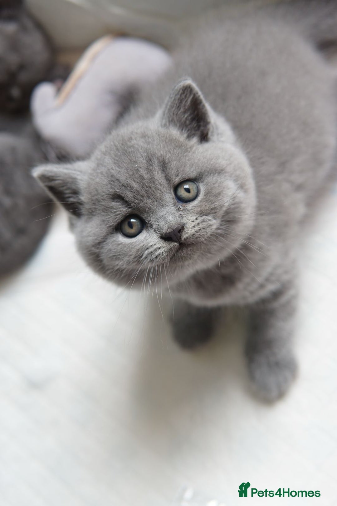 British Shorthair cats for sale: British Shorthair Kittens – GCCF Registered - Image 9