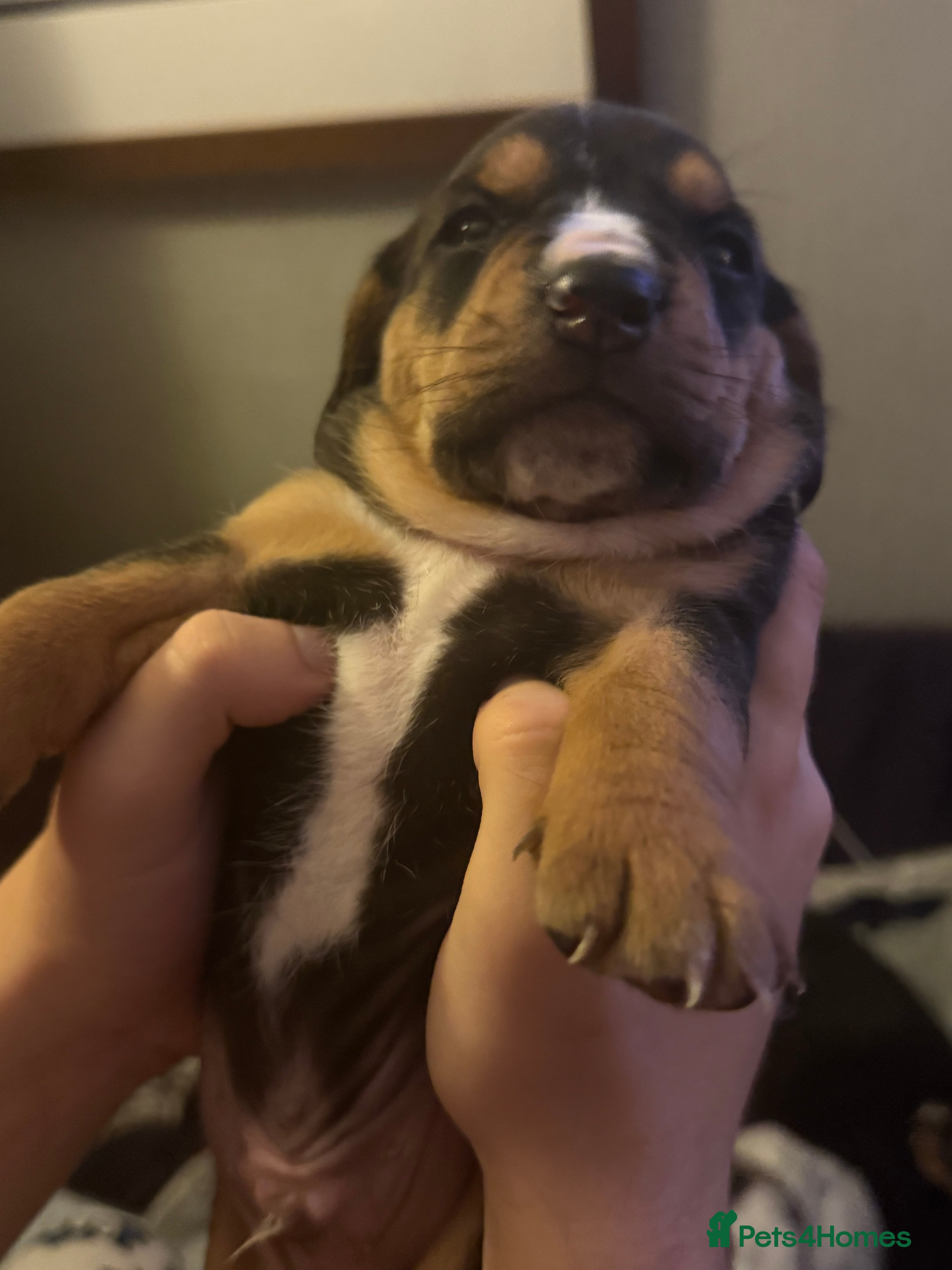 Mixed Breed dogs Bully Bassett Puppies ( Bull dog x Bassett Hound) - Advert 1