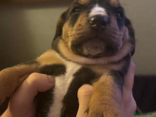 Mixed Breed dogs Bully Bassett Puppies ( Bull dog x Bassett Hound) - Advert 7