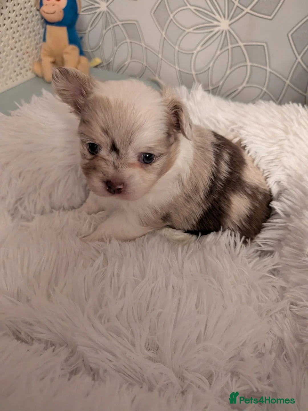Pomchi dogs for sale: Beautiful Pomchi Puppies Loving 🏠 Reared Litters - Advert 24