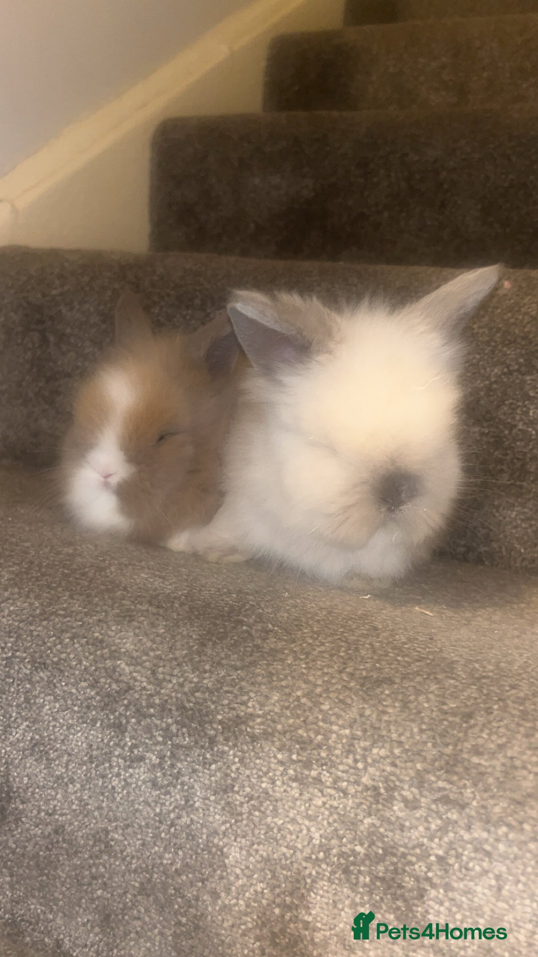 Lionhead rabbits for sale: Double maned lion heads  - Advert 10
