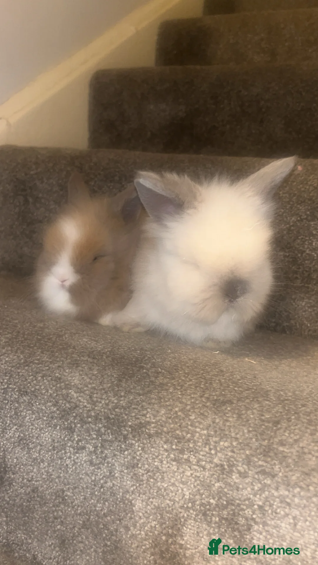 Lionhead rabbits for sale: Double maned lion heads  - Advert 10