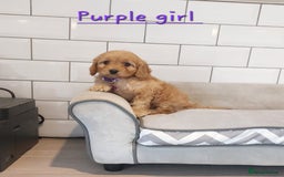 Cavapoo dogs for sale: Cavapoo F1 puppies  - Image 10