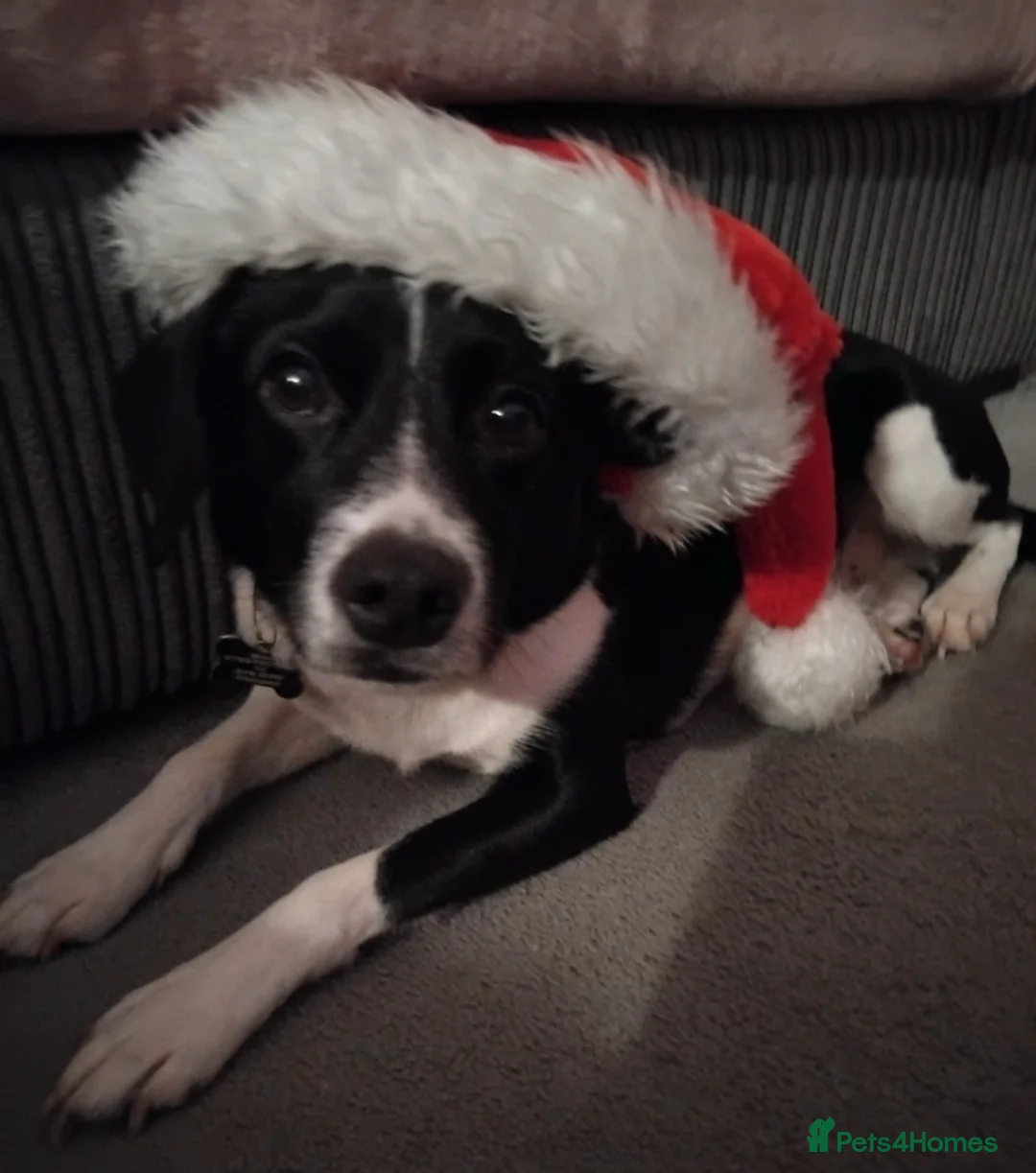 Mixed Breed dogs for sale: Milo 6 yrs Old Looking for a Loving Home - Advert 2