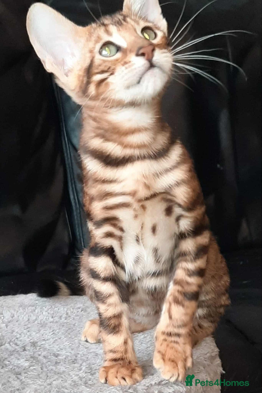 Toyger cats for sale: STUNNING TICA REG, PEDIGREE TOYGER CUBS - Image 8