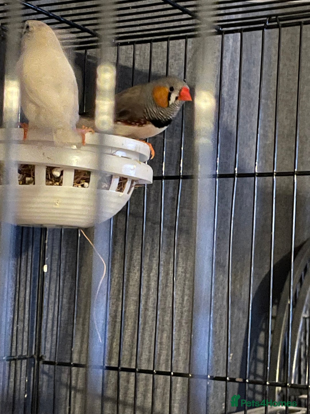 Finches birds for sale: Young Zebra finches  - Advert 3