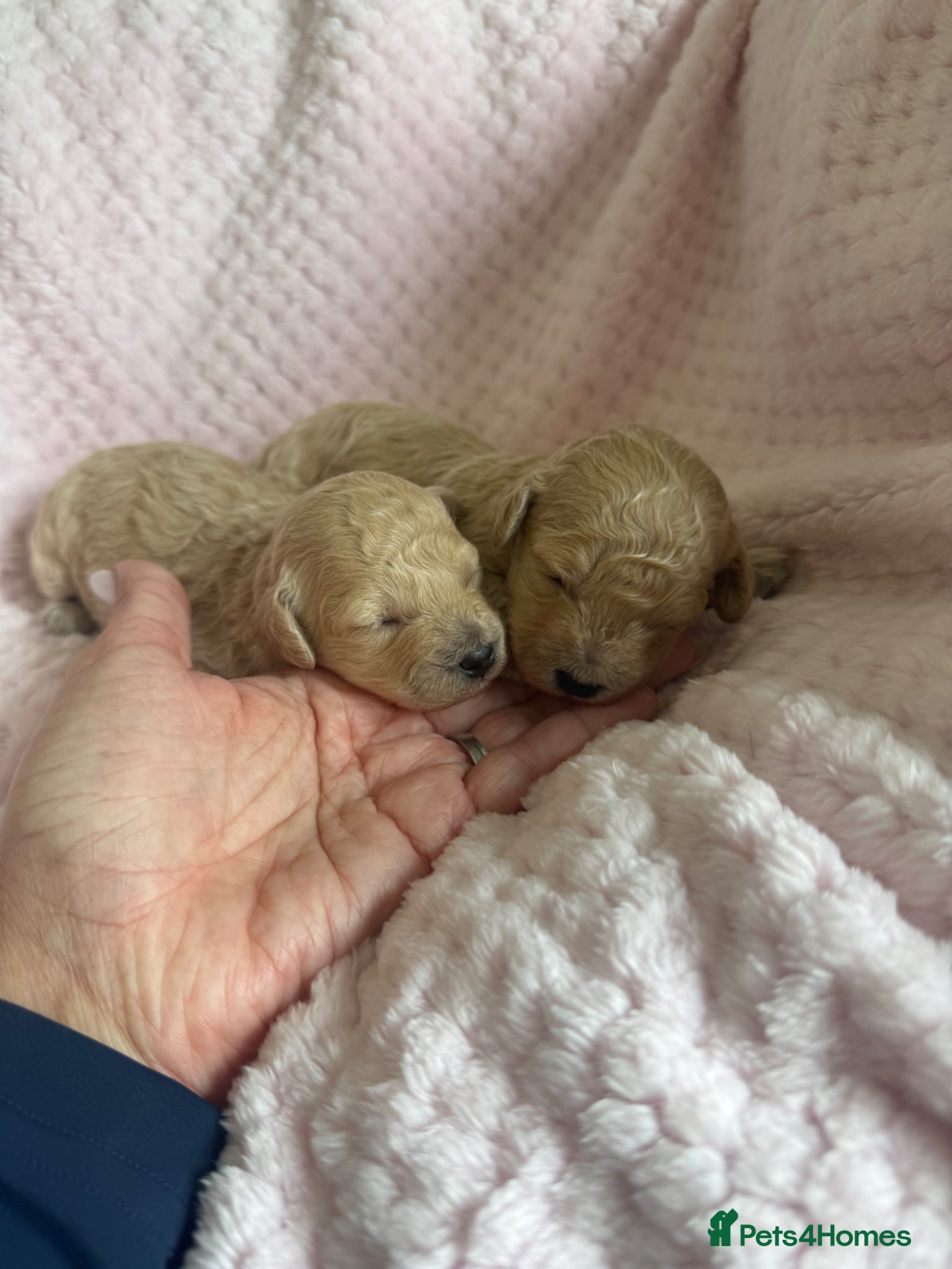 Maltipoo dogs for sale: Champagne F1 Maltipoo Puppies  in Chelmsford - Advert 3