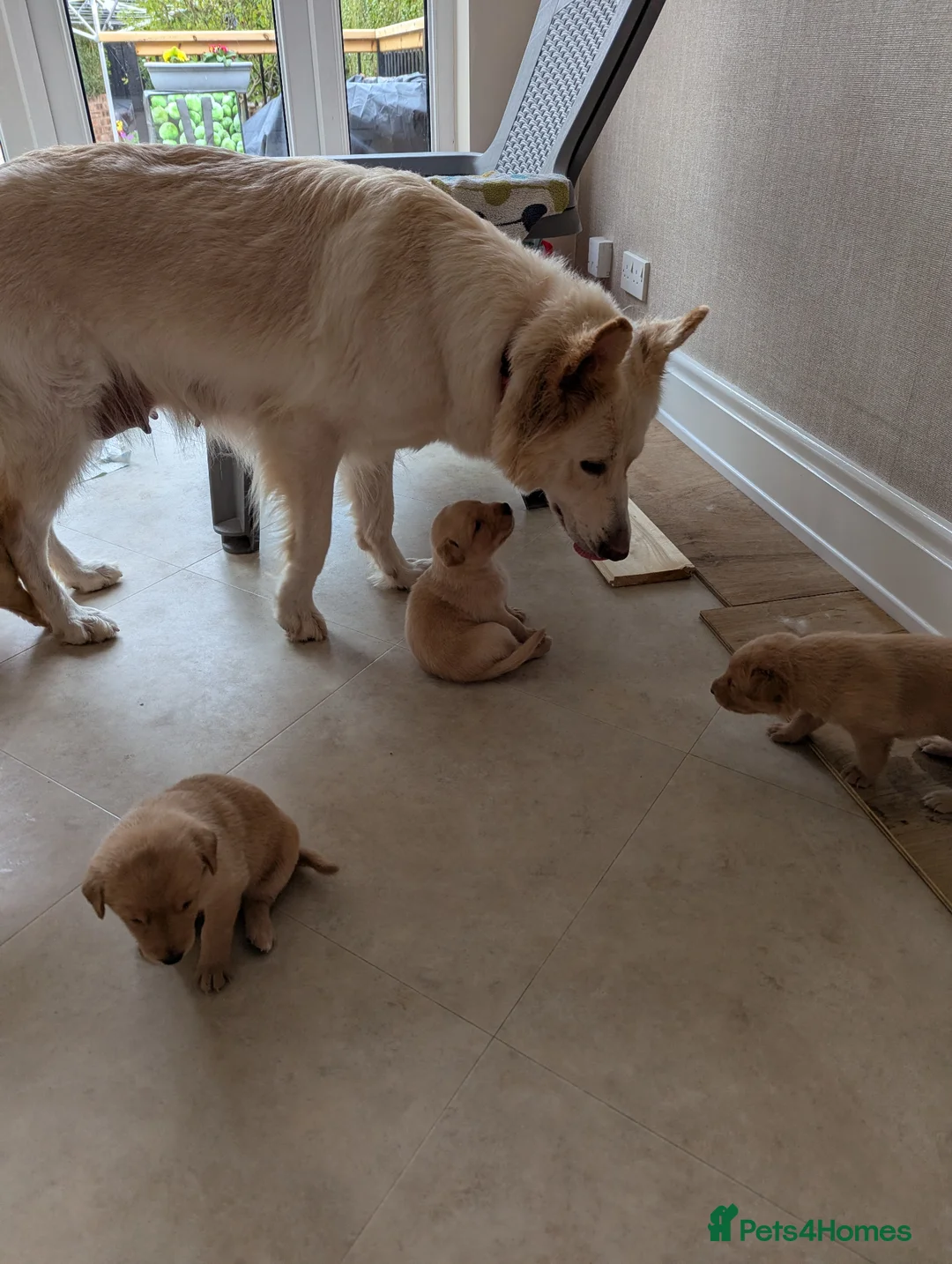 Sheprador dogs for sale: Beautiful Sheprador pupies in Wirral - Advert 2