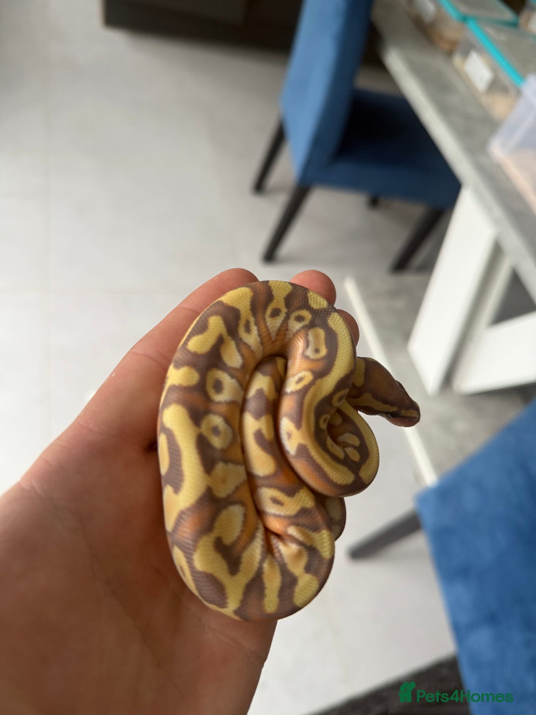 Python Snake reptiles for sale: Banana Mojave enchi het pied  - Image 3