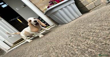 Basset Hound dogs - Advert 3