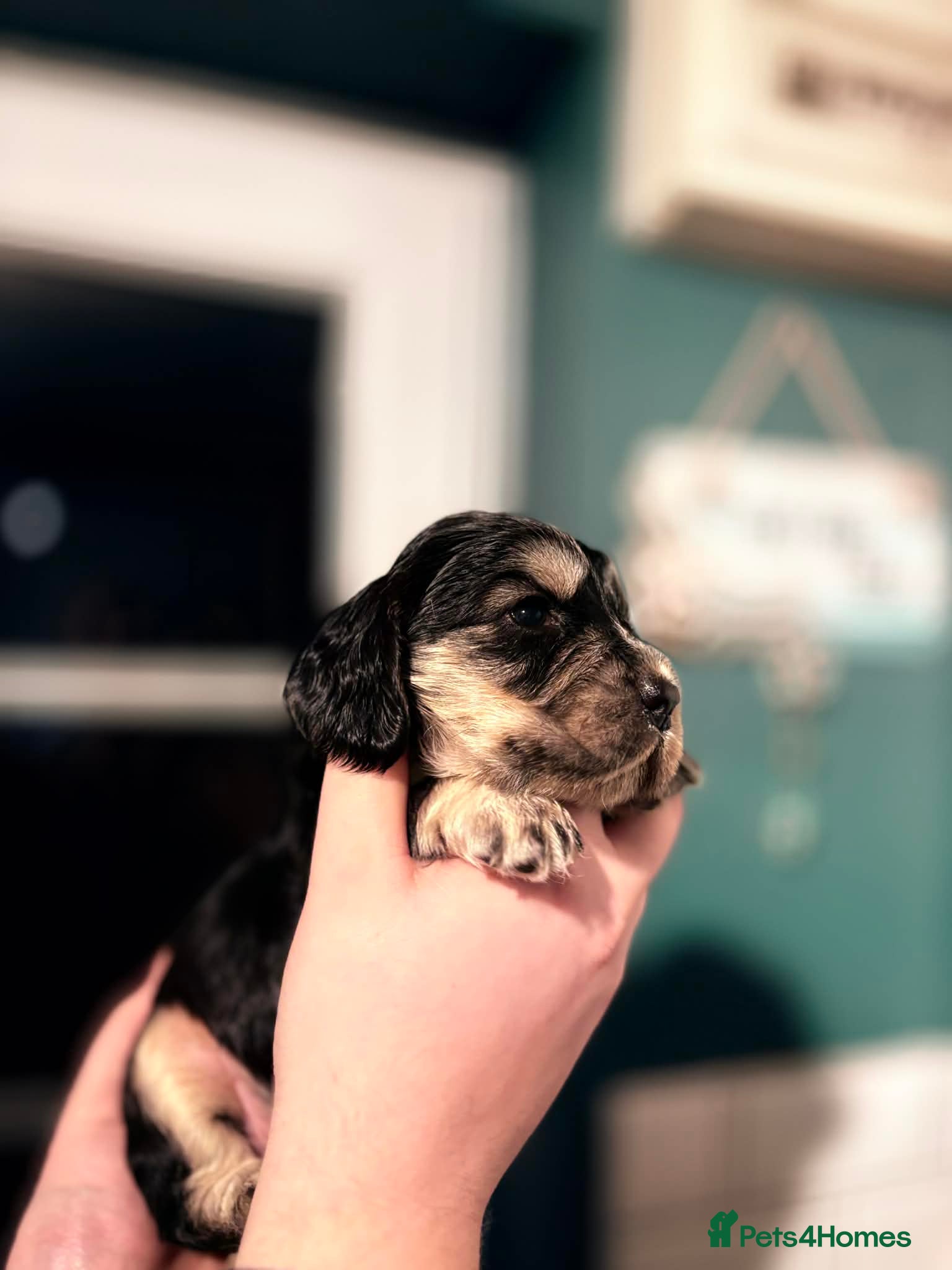 Cocker Spaniel dogs Black and Tan male 🐾 in Rotherham - Advert 14