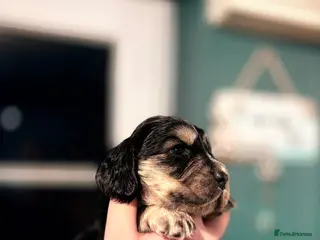 Cocker Spaniel dogs Black and Tan male 🐾 in Rotherham - Advert 14
