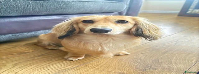 Benny 