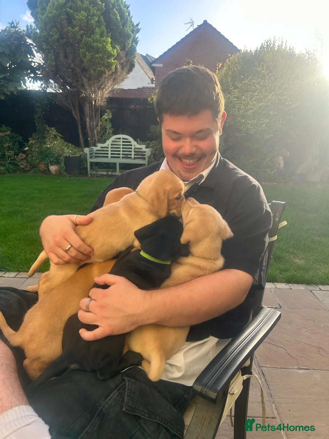 Labrador Retriever dogs for sale: Fox red Labrador bitch in Bristol - Advert 2