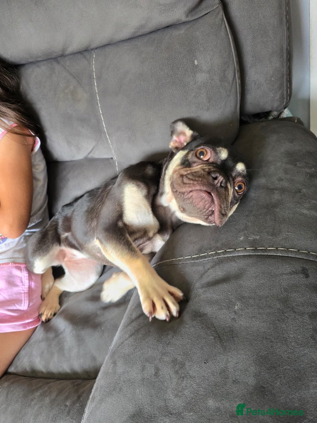 French Bulldog dogs for sale: Female French null dog - Image 2