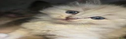 Ragdoll cats for sale: Ragdoll kittens  - Advert 8