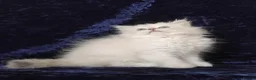 Siberian cats for sale: GCCF Registered Siberian Kitten For Sale  - Advert 12