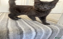 Russian Blue cats for sale: Charming Blue Boys - Image 3
