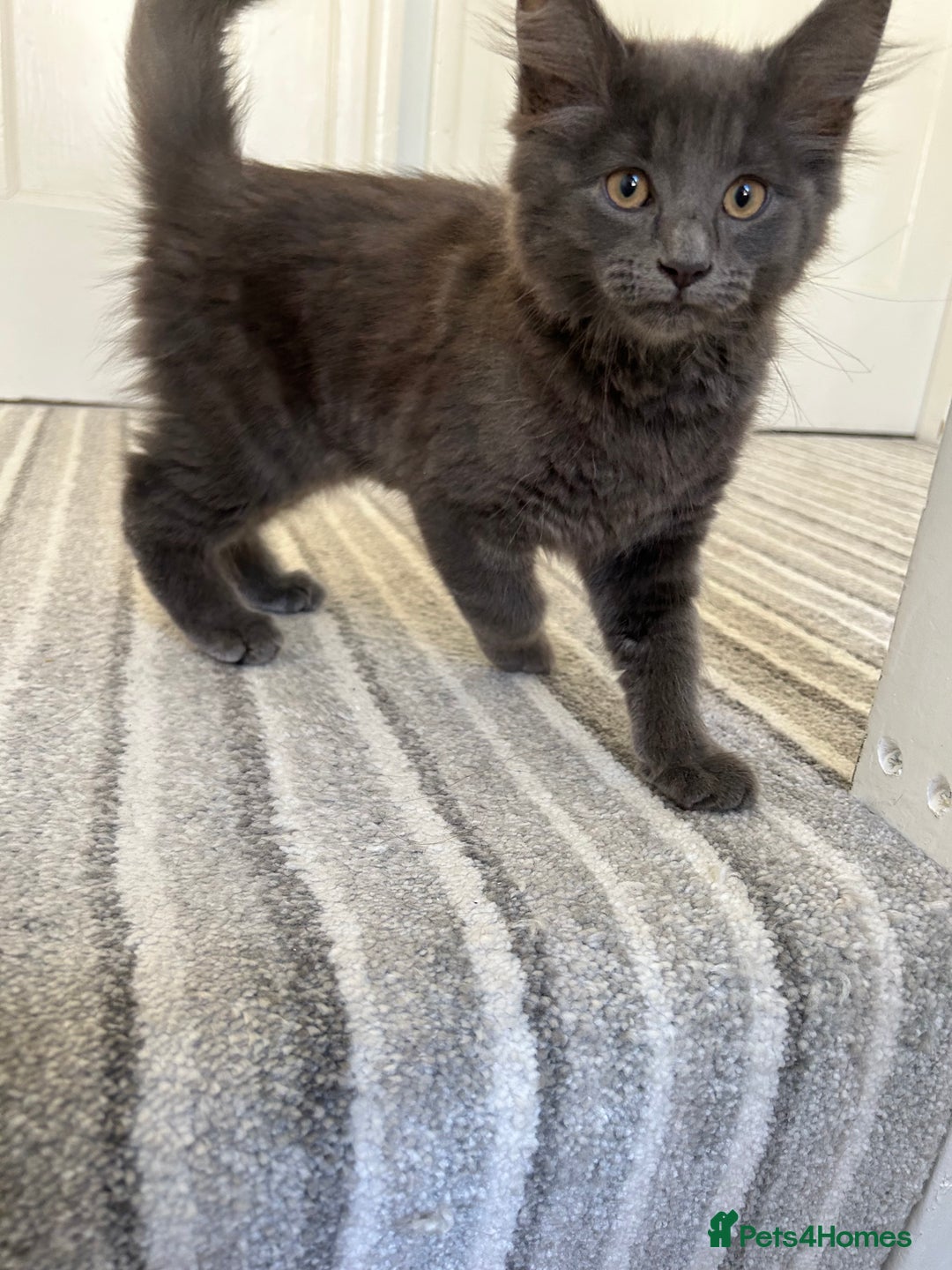 Russian Blue cats for sale: Charming Blue Boys - Image 3