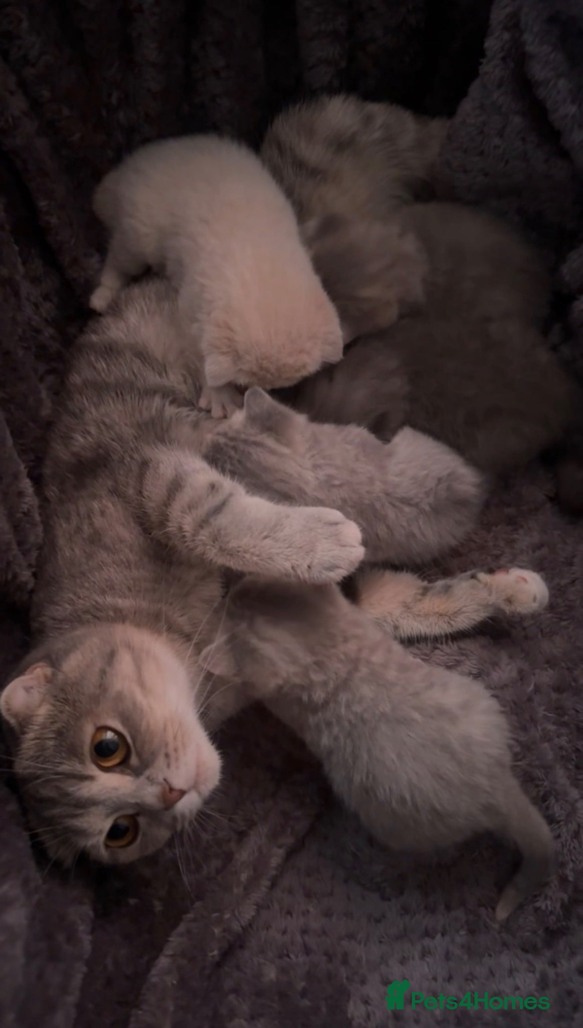 Scottish Fold cats Scottish Fold x British Shorthair Kittens  - Advert 10