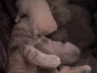 Scottish Fold cats Scottish Fold x British Shorthair Kittens - Advert 10