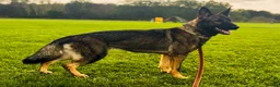German Shepherd dogs for sale: Czech import super pedigree health tested female - Advert 3
