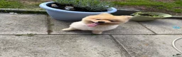 Pomeranian dogs for sale: 2 year old Pomeranian boy  - Advert 4