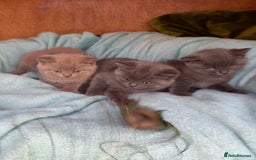 British Shorthair cats for sale: Super GCCF Registered Kittens - Image 9