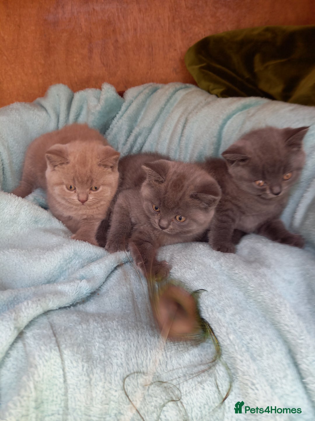 British Shorthair cats for sale: Super GCCF Registered Kittens - Image 9