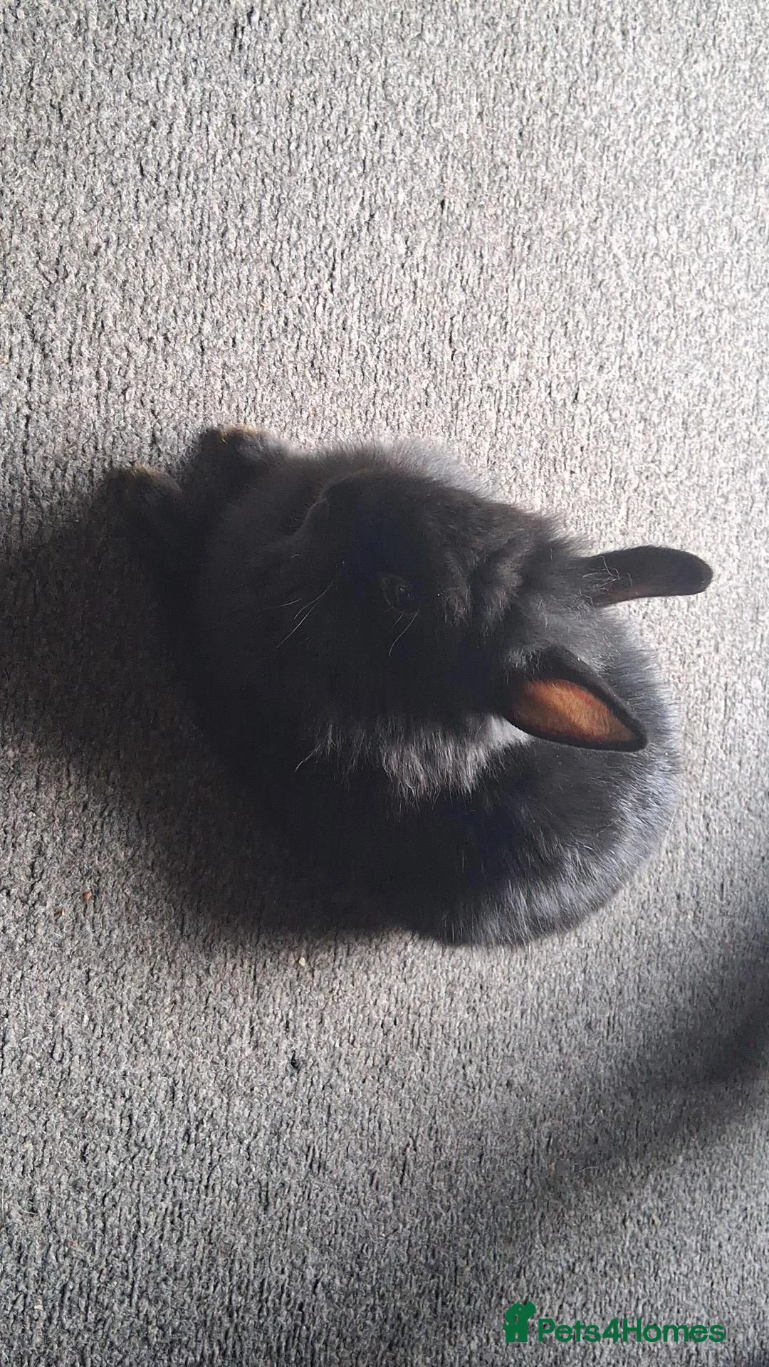 Lionhead rabbits for sale: Lion heads in Carlisle - Advert 5