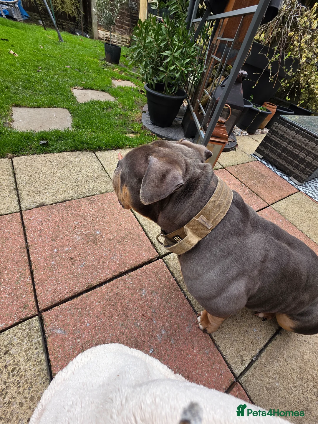 American Bully dogs for sale: Stunning Blue Pocket Bully!! REDUCED!! - Advert 2