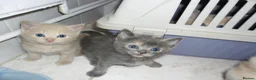 Mixed Breed cats for sale: 8 BEAUTIFUL KITTENS FOR SALE TO LOVING HOMES - Advert 9