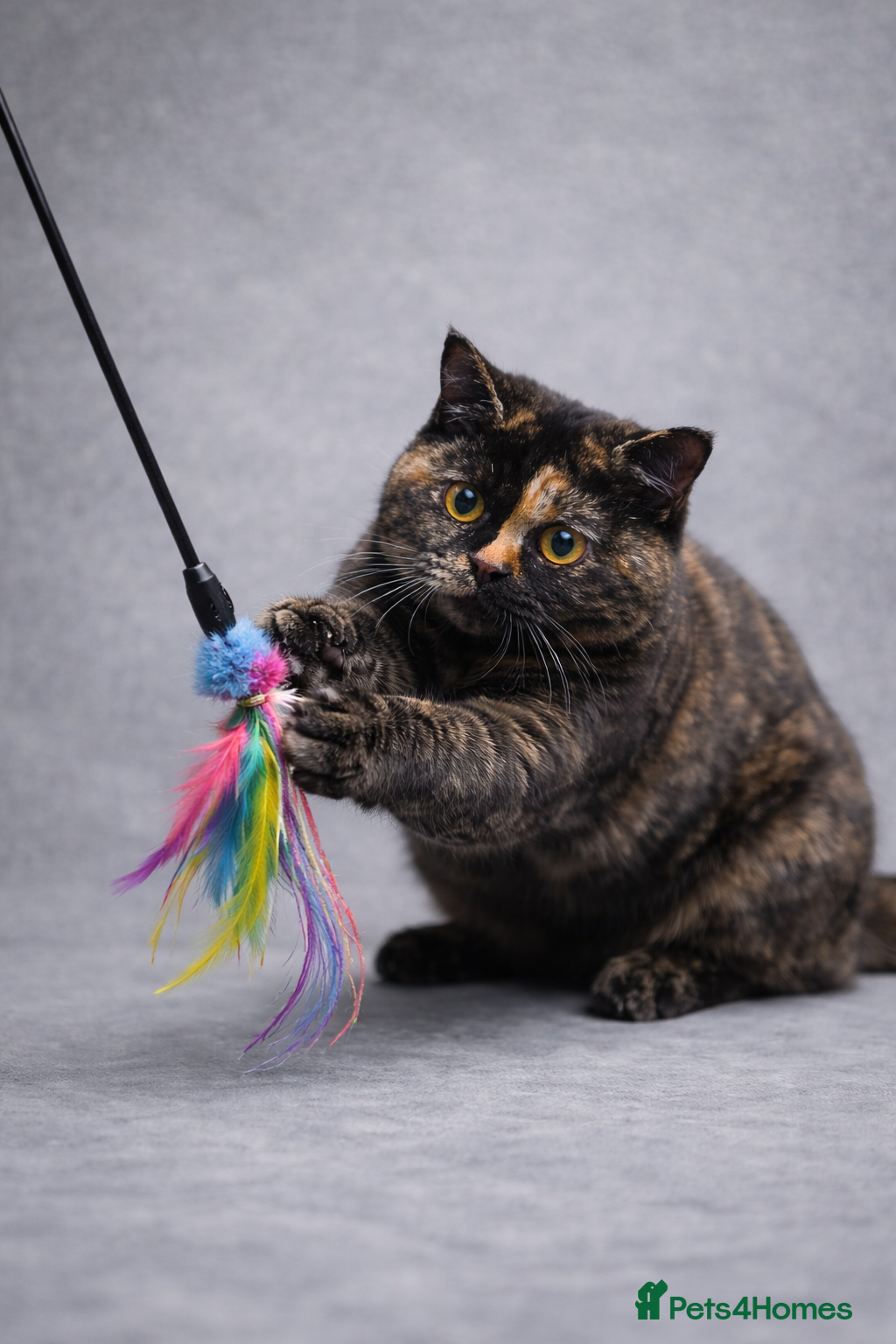 British Shorthair cats 18 Week RARE Tortoiseshell British Shorthair Girl - Advert 3